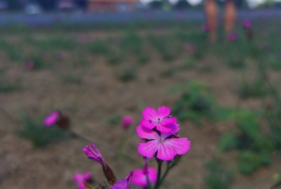 Kartäuser-Nelke, Dianthus carthusianorum