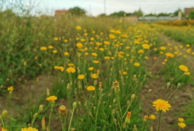 Herbst-Löwenzahn, Scorzoneroides autumnalis