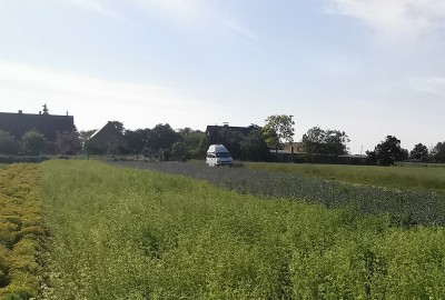 Weißes Labkraut (Galium album) Anbau