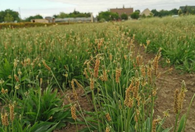 Spitz-Wegerich (Plantago lanceolata) Anbau