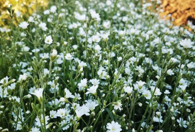 Cerastium arvense (Acker-Hornkraut)