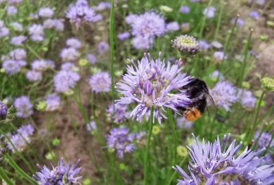 Bienenpflanze Jasione montana Berg-Sandglöckchen