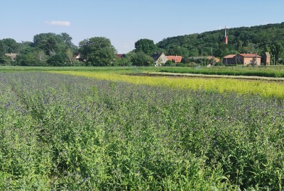 Gewöhnliche Ochsenzunge (Anchusa officinalis) Anbau