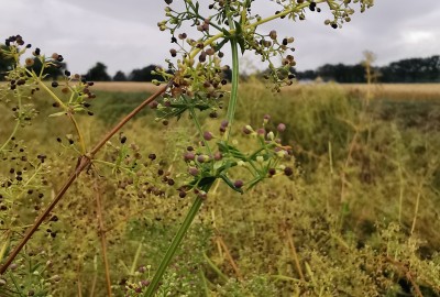 Samen Galium album (Weißes Labkraut)