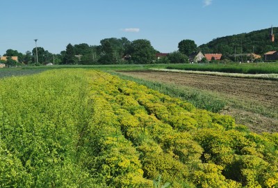 Wildblumen Anbau Spätfrühling