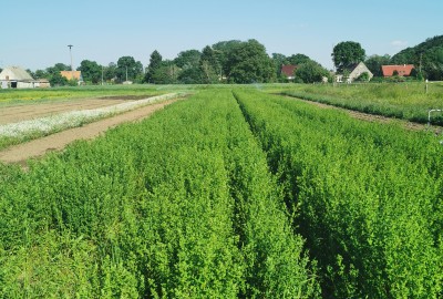 Echtes Johanniskraut (Hypericum perforatum) Regio Saatgut